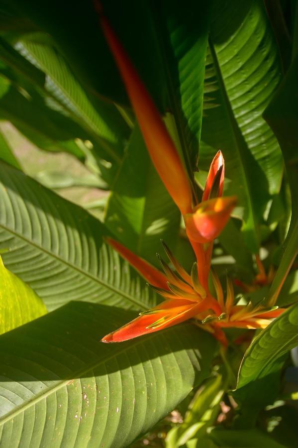 Soul Sync Sanctuary Formally Hacienda La Moringa Apartment Playa Hermosa  Exterior photo